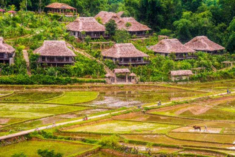 Homestay Mai Chau Ecolodge nổi bật với những căn bungalow nằm trên đồi với view thẳng ruộng lúa (nguồn: booking.com)