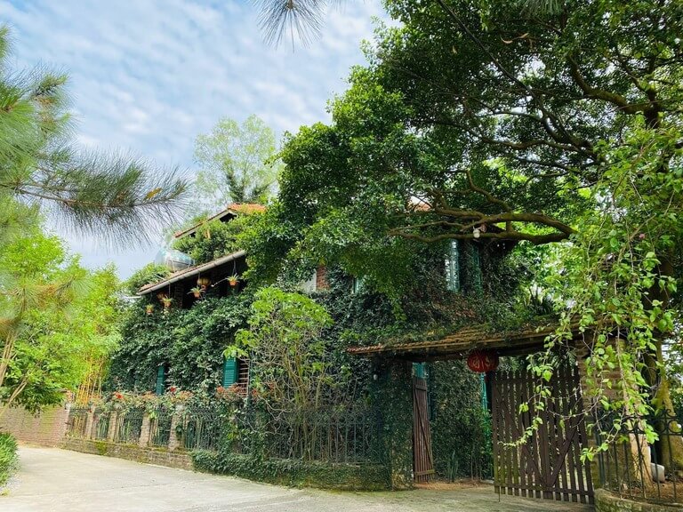 Các bức tường tại Jungle House Homestay được bao phủ bởi rất nhiều cây xanh (nguồn: Facebook.com)