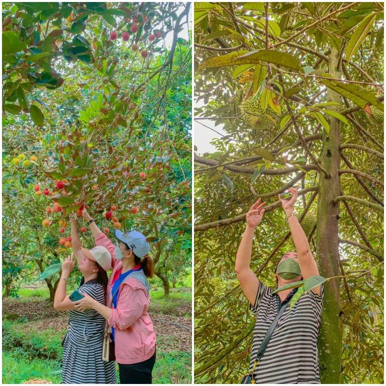Với tour "Vườn nhà Green", du khách có cơ hội được trải nghiệm hái và thưởng thức trái cây ngay tại vườn. (nguồn: facebook.com)