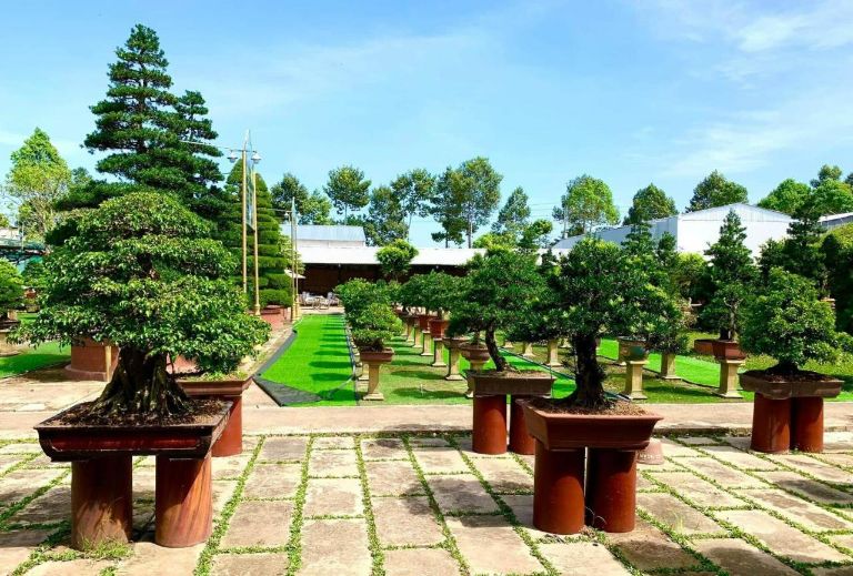 Tại đây, du khách sẽ được chiêm ngưỡng vẻ đẹp của các loại cây kiểng bonsai cổ thụ với tuổi đời hơn 30 năm. (Nguồn: Booking.com)