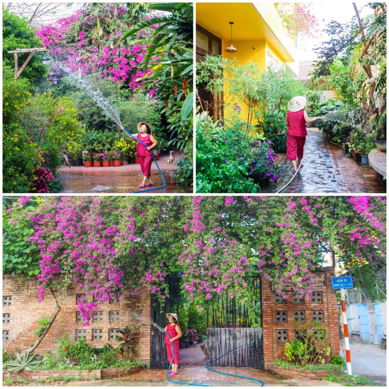 Homestay gây ấn tượng bởi khu vườn xinh đẹp với đa dạng các loại cây xanh và giàn hoa giấy hồng rực. (Nguồn: Internet)