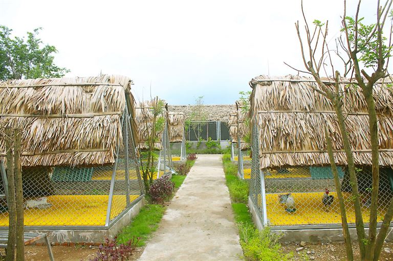 FLC Eco Farm là nơi nuôi trồng các loại rau xanh và gia cầm, gia súc theo quy chuẩn quốc tế tại FLC Vĩnh Phúc Resort. 