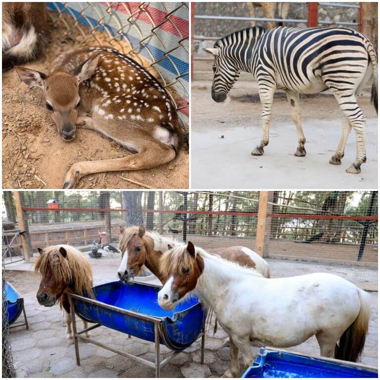 Có rất nhiều loài động vật ở trong vườn thú của Hòn Dấu Resort Hải Phòng. (Nguồn: Agoda.com)